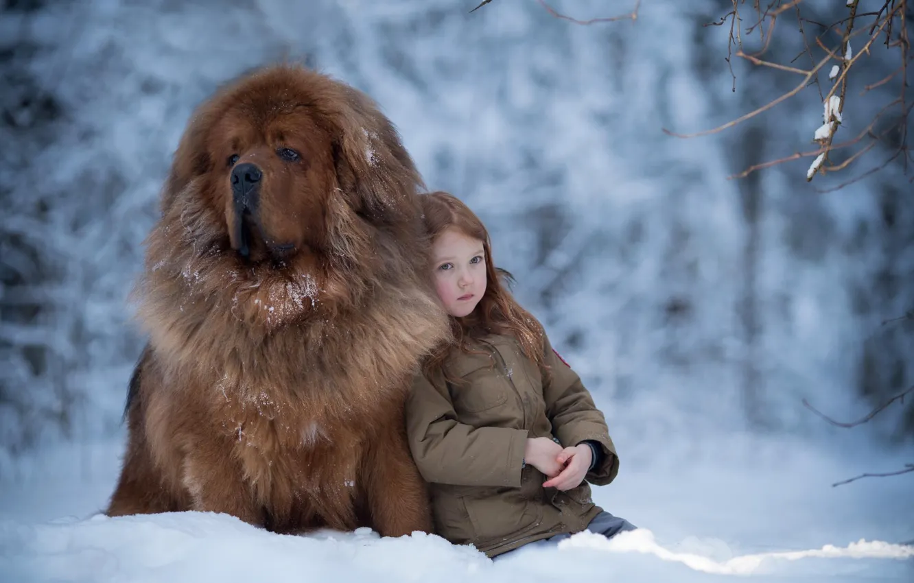 Фото обои зима, снег, настроение, собака, девочка, друзья, пёс, Тибетский мастиф