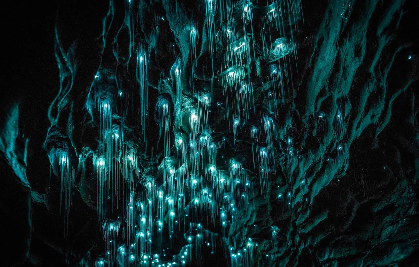 Фото обои New Zealand, cave, Glowworm Caves