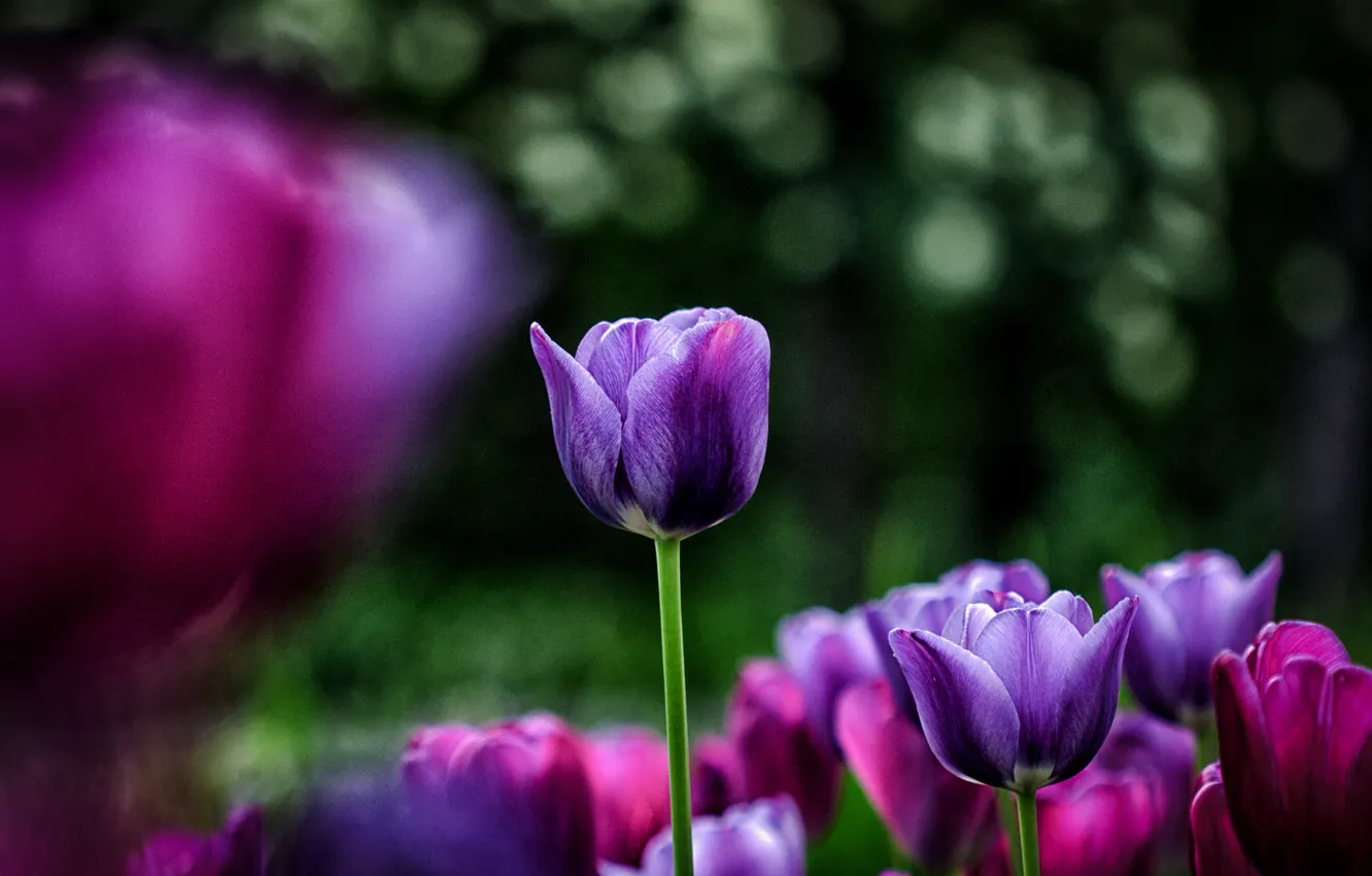 Фото обои цветы, блики, фон, размытость, фиолетовые, тюльпаны, розовые, клумба