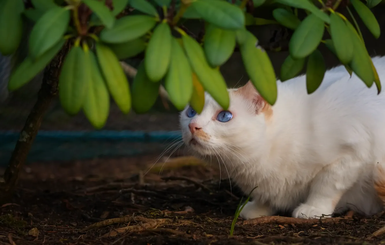 Фото обои кошка, белый, кот, взгляд, листья, ветки, поза, белая