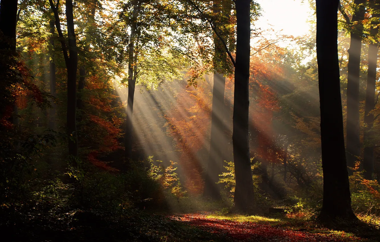 Фото обои осень, лес, свет, деревья