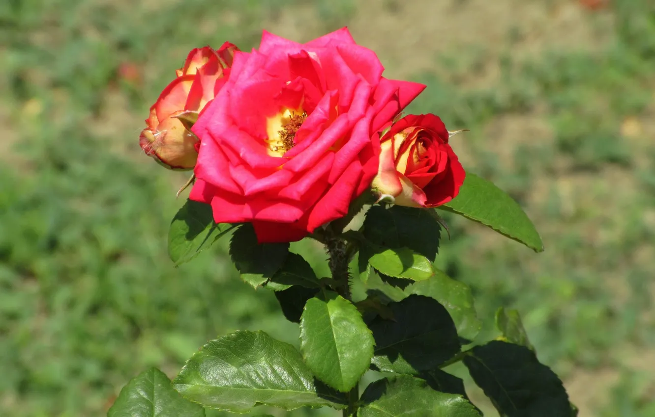 Фото обои фон, розы, солнечно, Meduzanol ©, лето 2018
