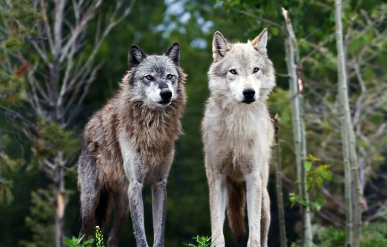 Фото обои nature, snow, predator, face, animal, wolf, wildlife, portrait