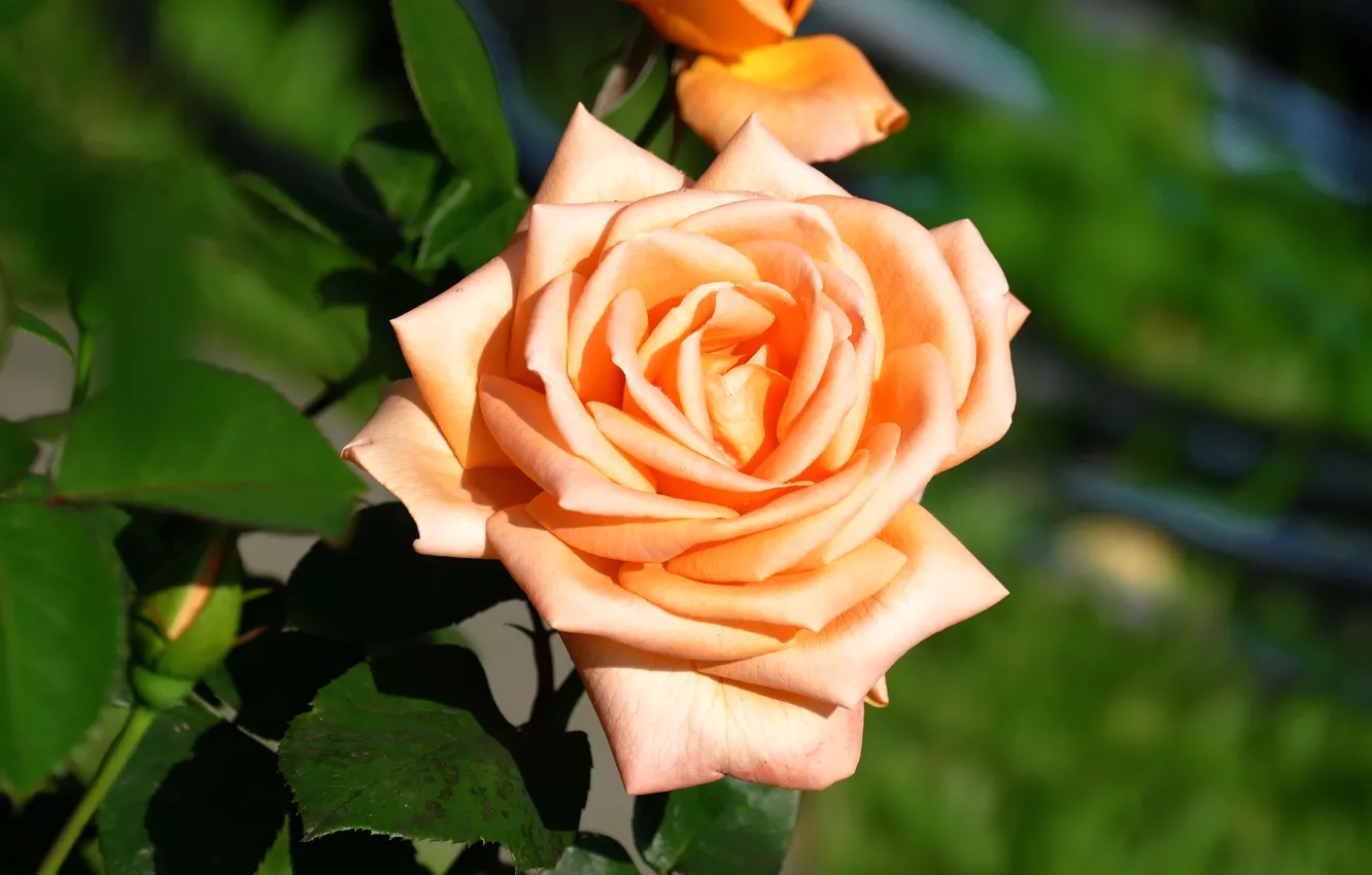 Фото обои зелень, цветок, листья, цветы, фон, роза, оранжевая, лепестки