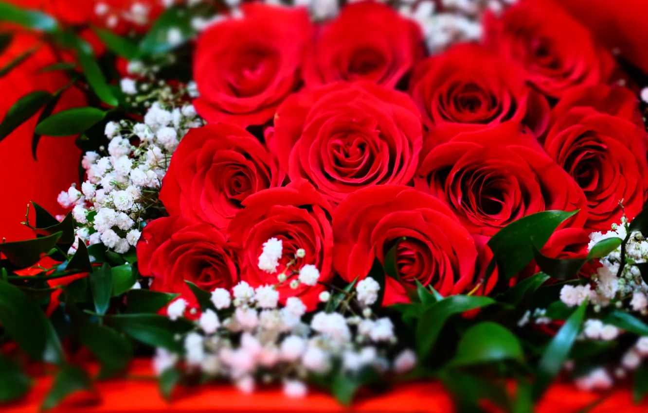 Фото обои макро, розы, букет, красные, бутоны, алые, гипсофила