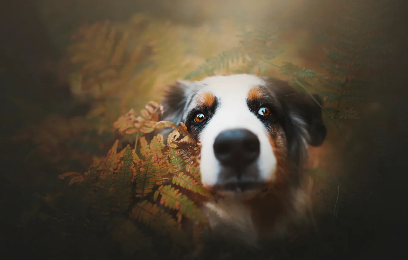 Фото обои морда, собака, нос, папоротник, Австралийская овчарка, Аусси