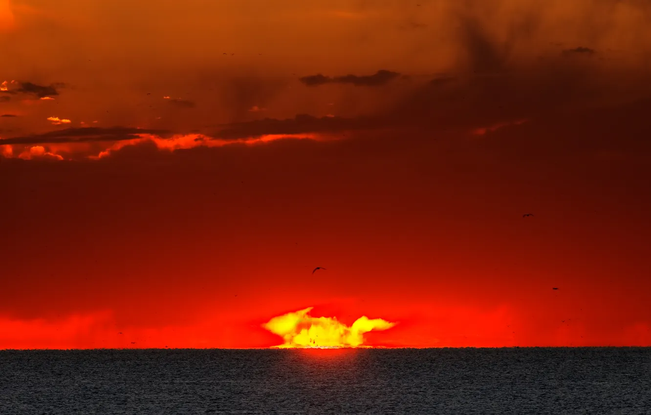 Фото обои море, небо, солнце, птицы, восход, рассвет, вспышка, горизонт