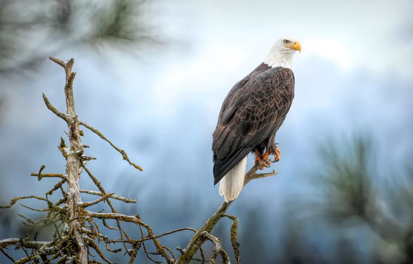 Фото обои ветки, птица, орел, сосна, голубой фон, белоголовый орлан