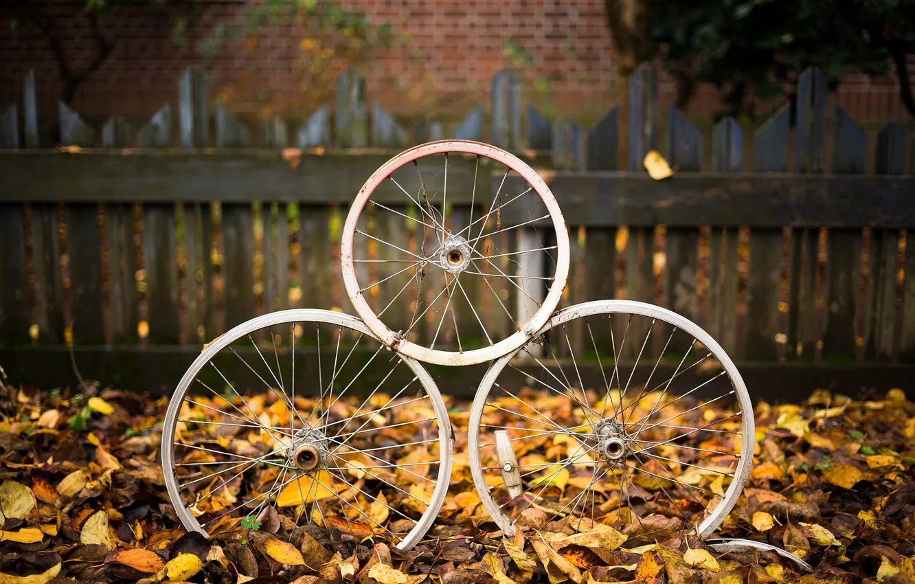 Фото обои осень, листья, колёса