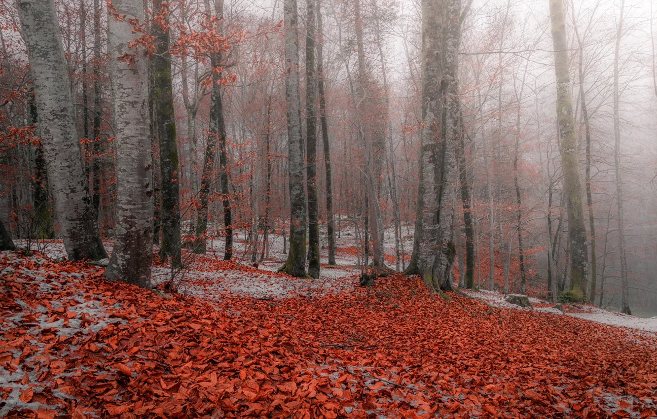 Фото обои осень, лес, листья, снег