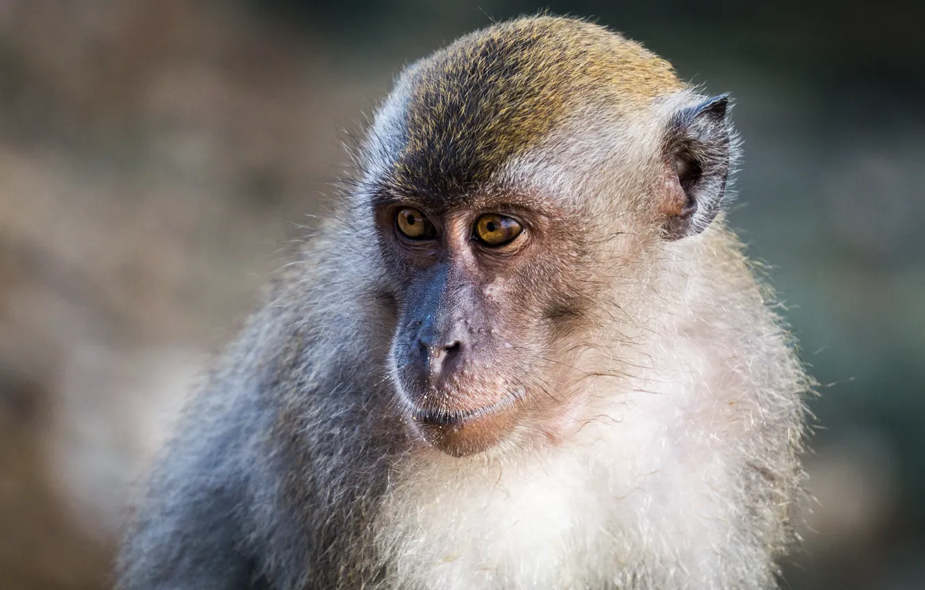 Фото обои monkey, animal, portrait, mammal, malaysia, kuantan
