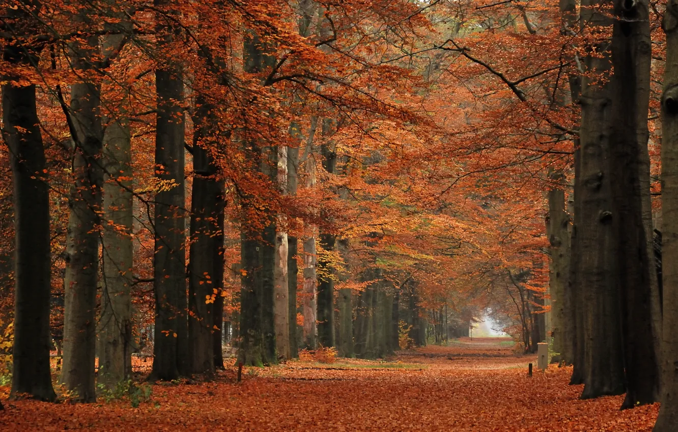 Фото обои лес, листья, деревья, парк, ветви, Осень, дорожка, аллея