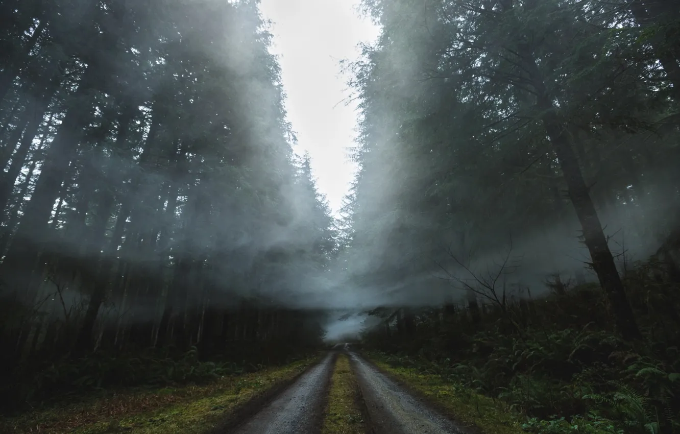 Фото обои дорога, лес, природа, туман, дым, дымка