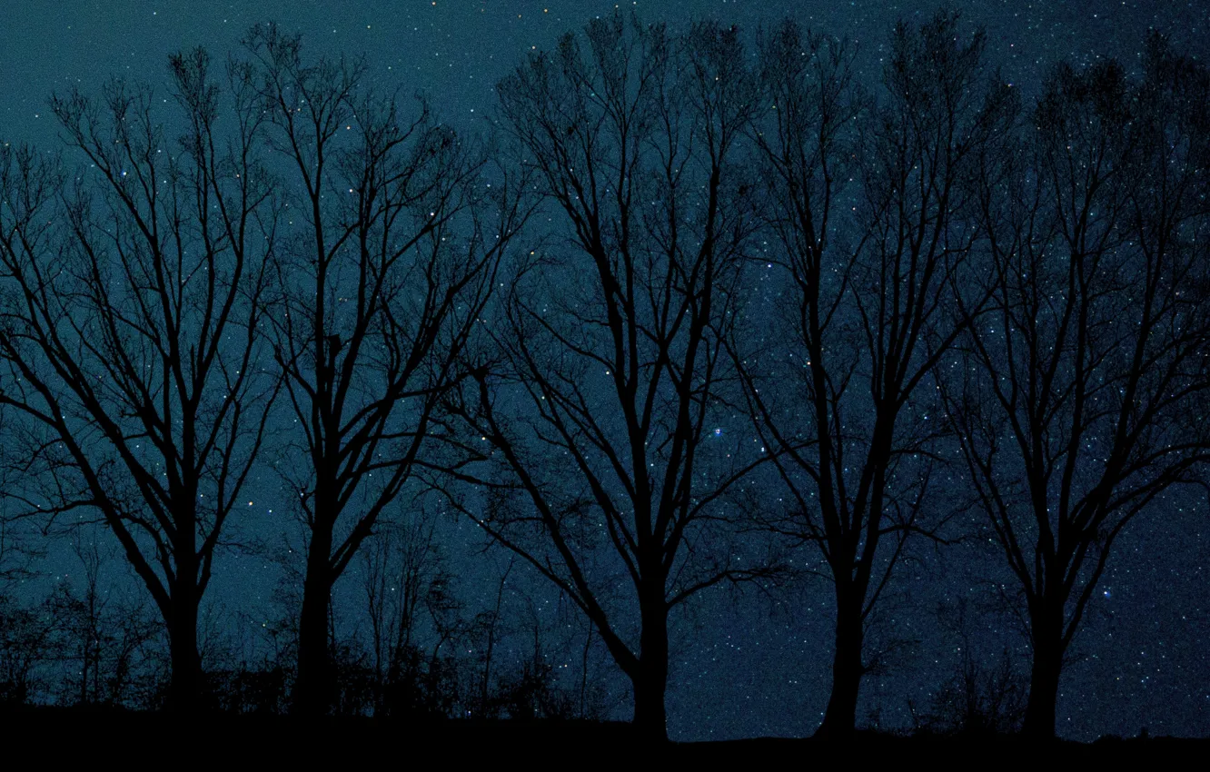 Фото обои небо, звезды, деревья, ночь, природа