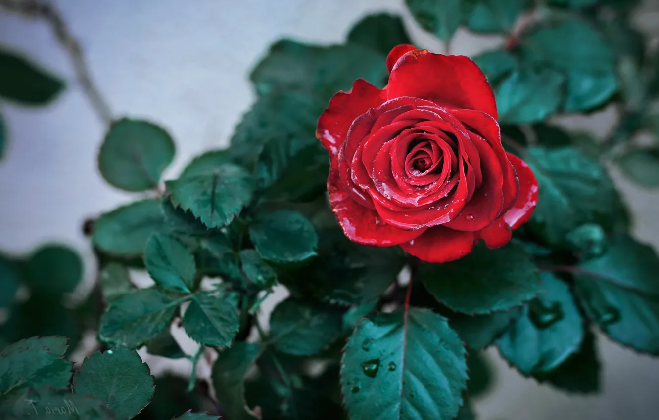 Фото обои листья, капли, роза, бутон, красная