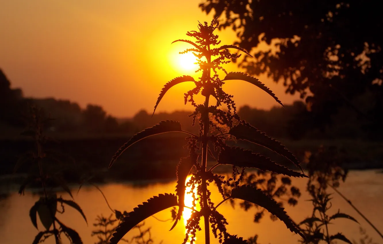 Фото обои макро, природа, Закат, nature, sanset