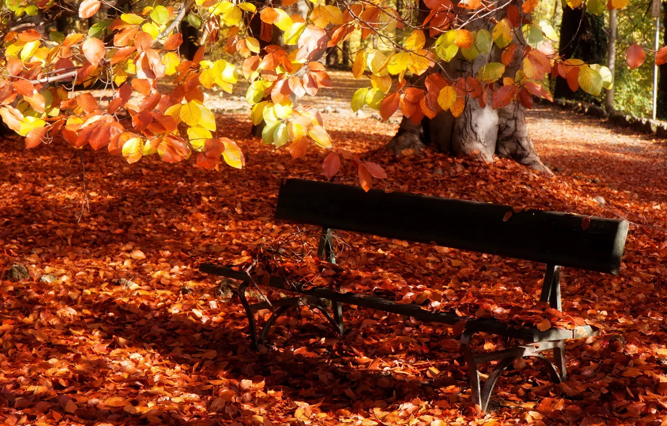 Фото обои осень, листья, парк, скамья