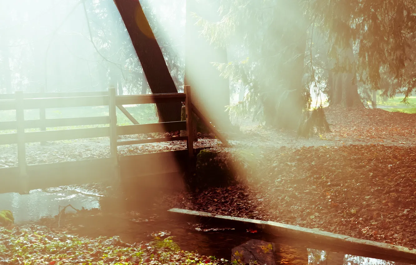 Фото обои свет, мост, природа, туман, парк