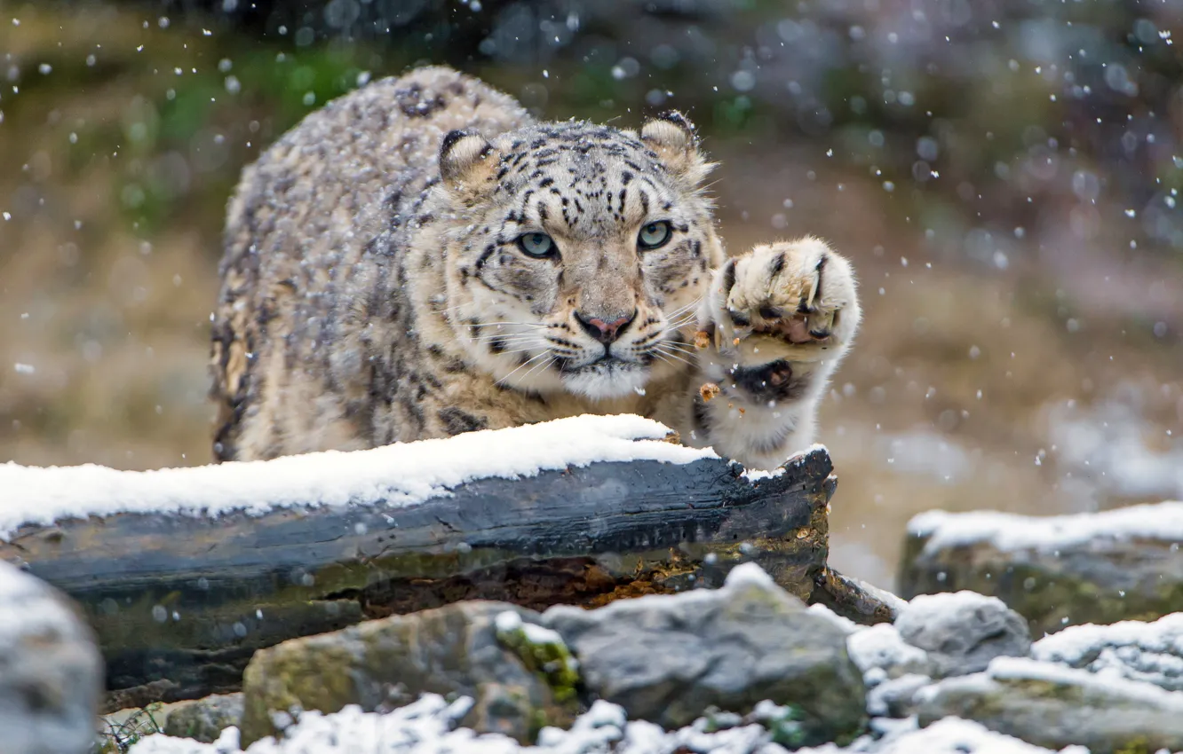 Фото обои зима, взгляд, снег, кошки, камни, лапа, снежный барс, бревно
