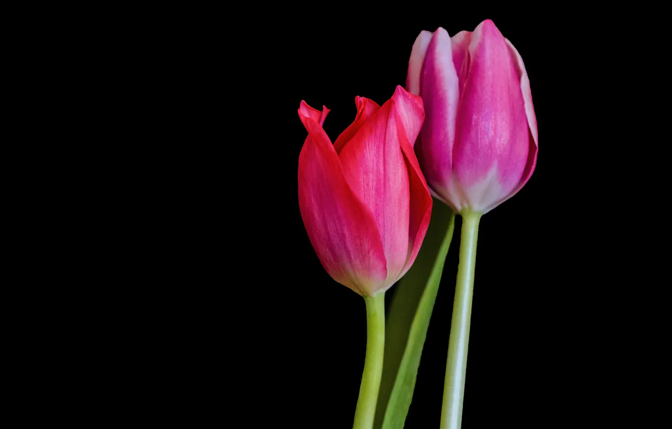 Фото обои Тюльпаны, Фон, Tulips, Pink tulips