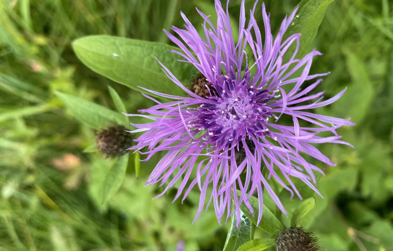 Фото обои цветы, красивая, очен