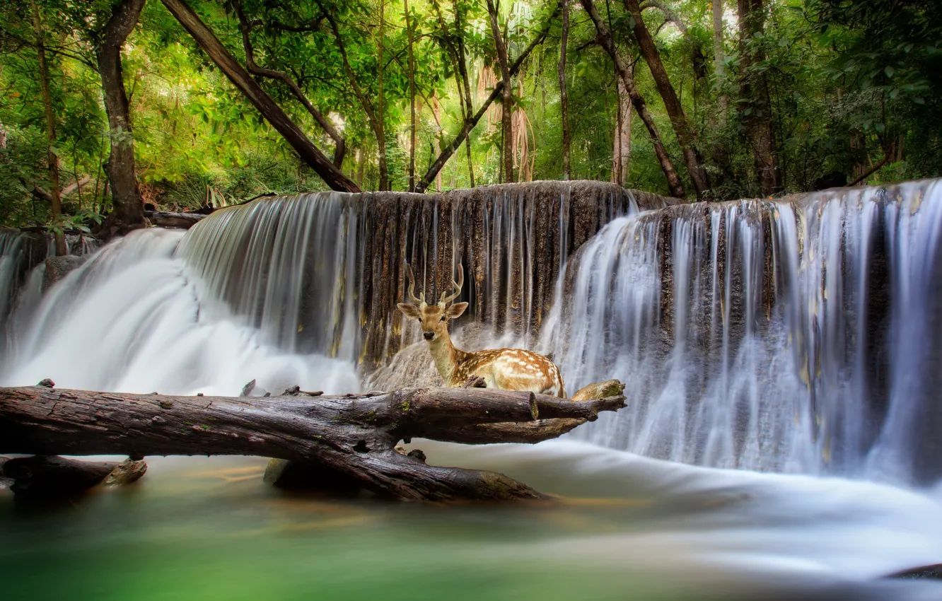Фото обои лес, деревья, природа, камни, животное, водопад, олень, Таиланд