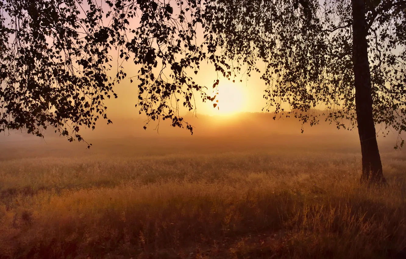 Фото обои поле, трава, солнце, туман, дерево, рассвет, ветви, листва