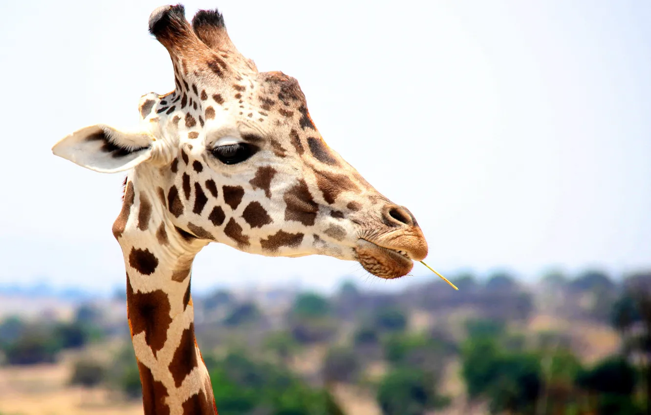 Фото обои Природа, Жираф, Африка, Животное