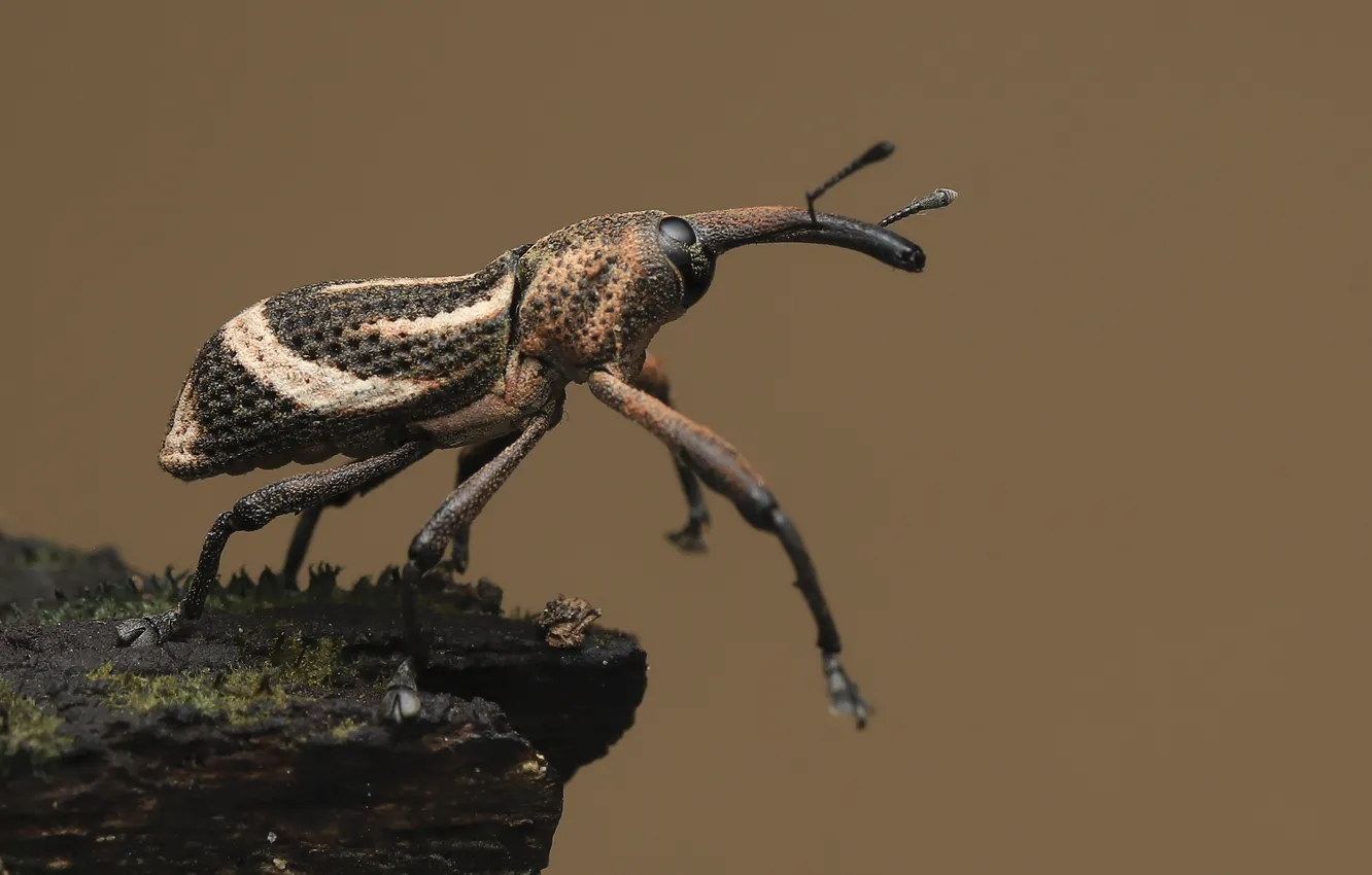 Фото обои макро, насекомое, macro, insect, хлопковый долгоносик, large beetle, большой жук, Anthonomus grandis