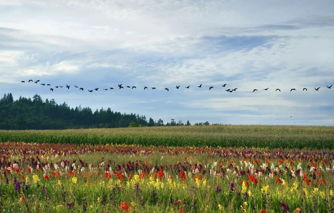 Фото обои поле, цветы, птицы, луг, Бразилия, гуси