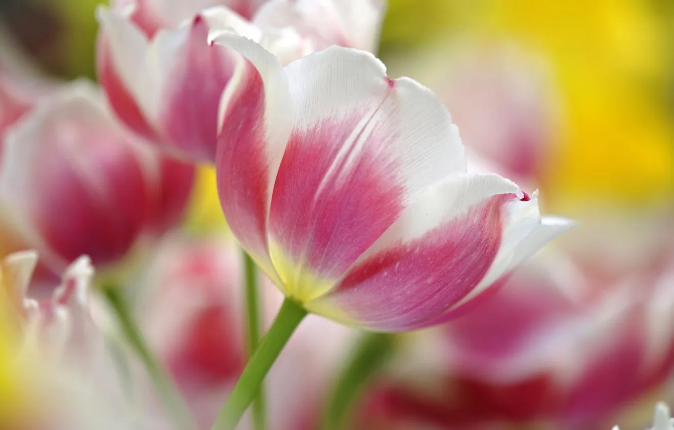 Фото обои макро, цветы, розовый, весна, тюльпаны