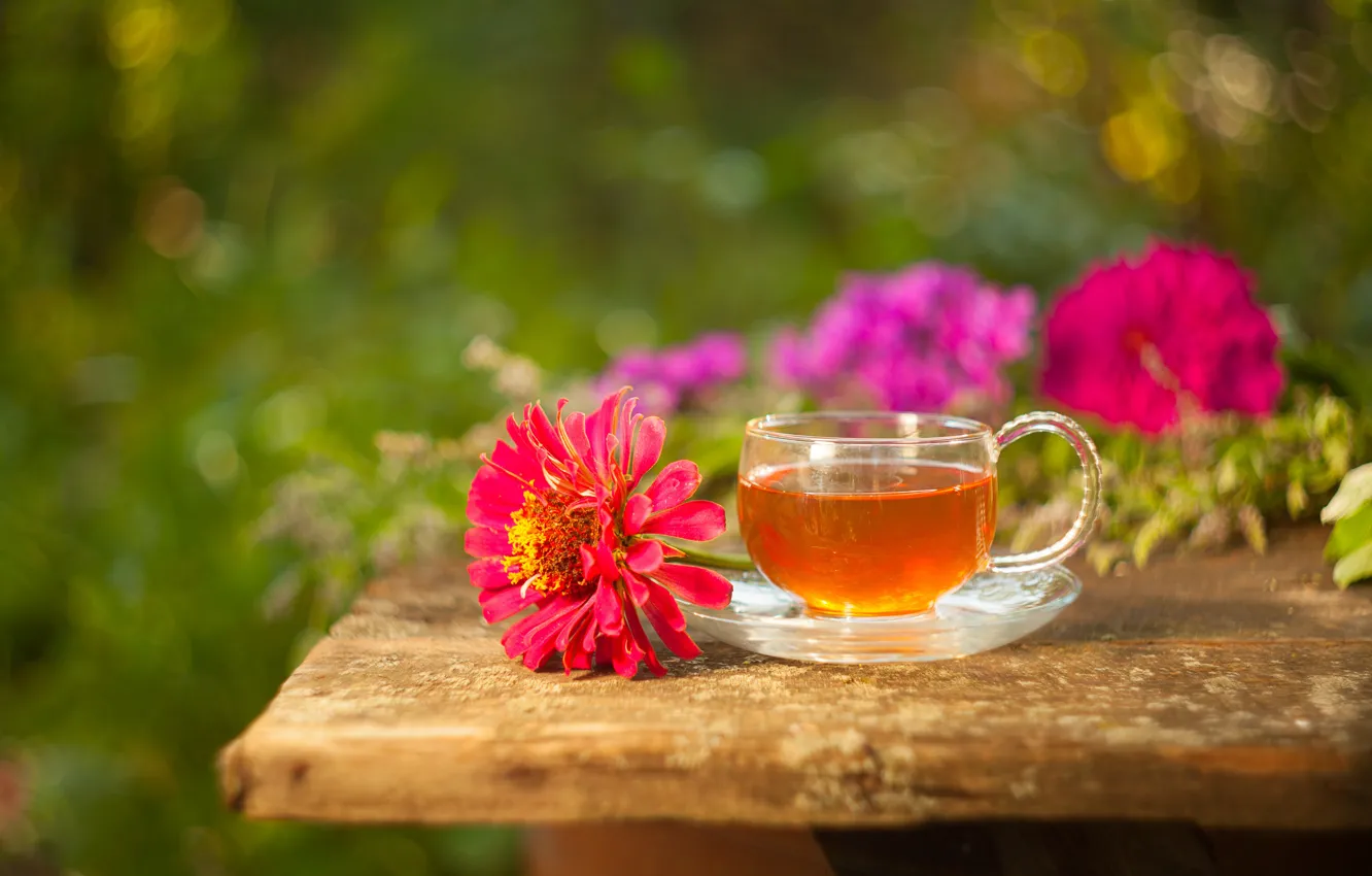 Фото обои цветы, чай, напиток, циннИя