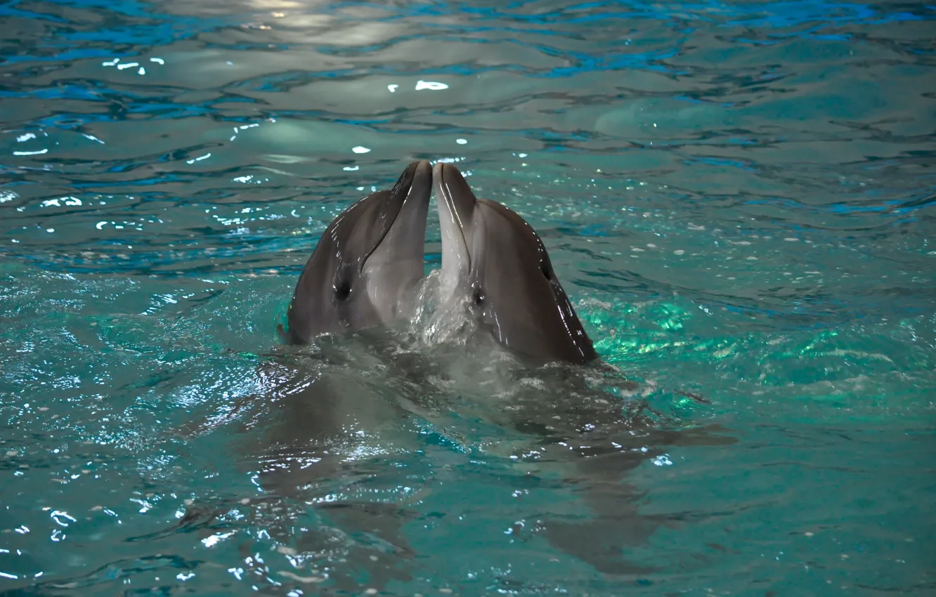 Фото обои животные, вода, природа, пара, дельфины