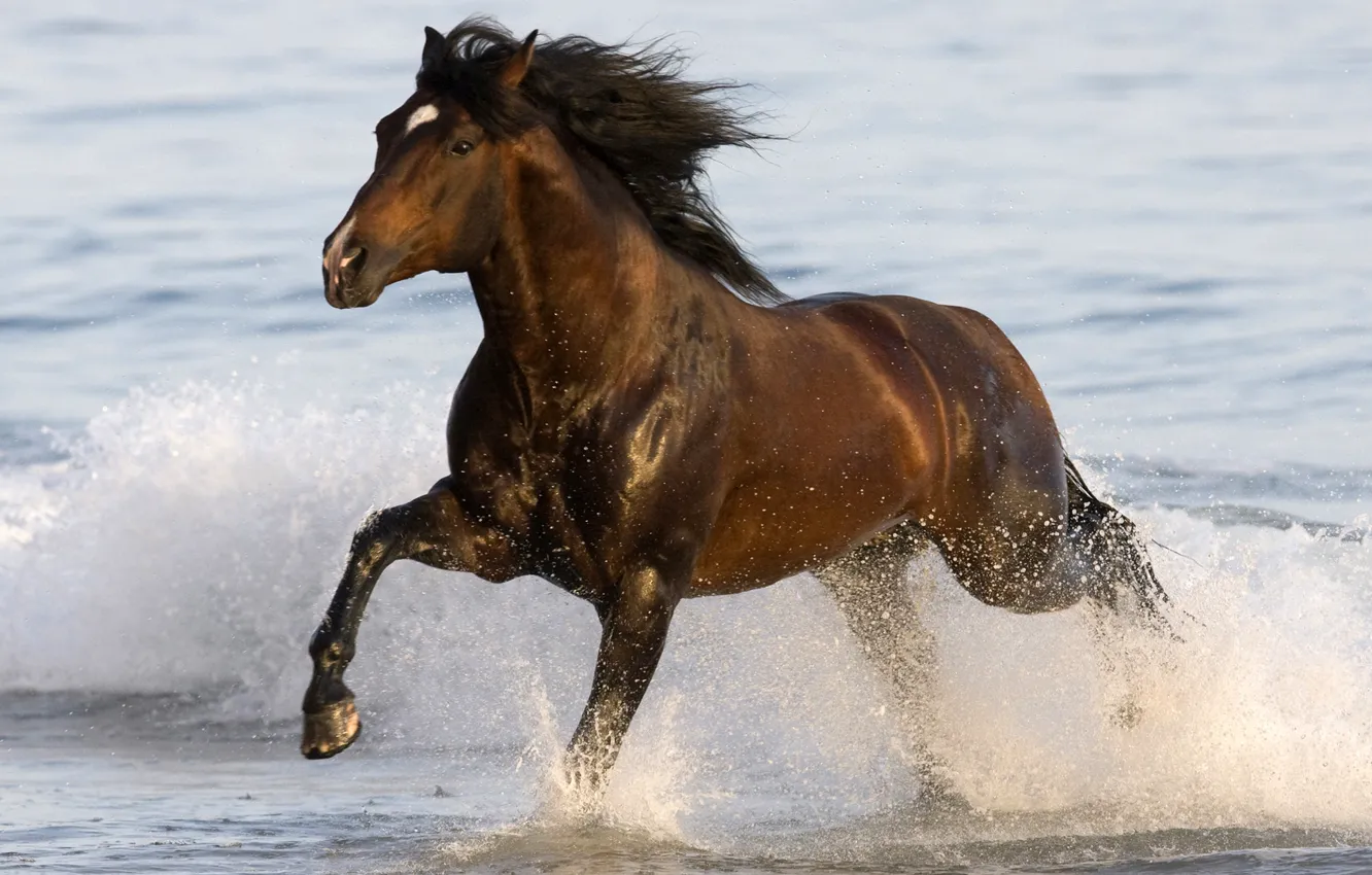 Фото обои море, вода, животное, конь, бег, sea, water, animal