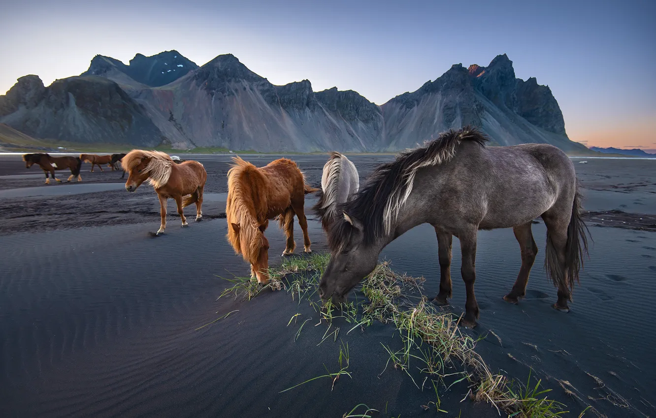 Фото обои горы, природа, кони, лошади, Исландия, стадо, исландские