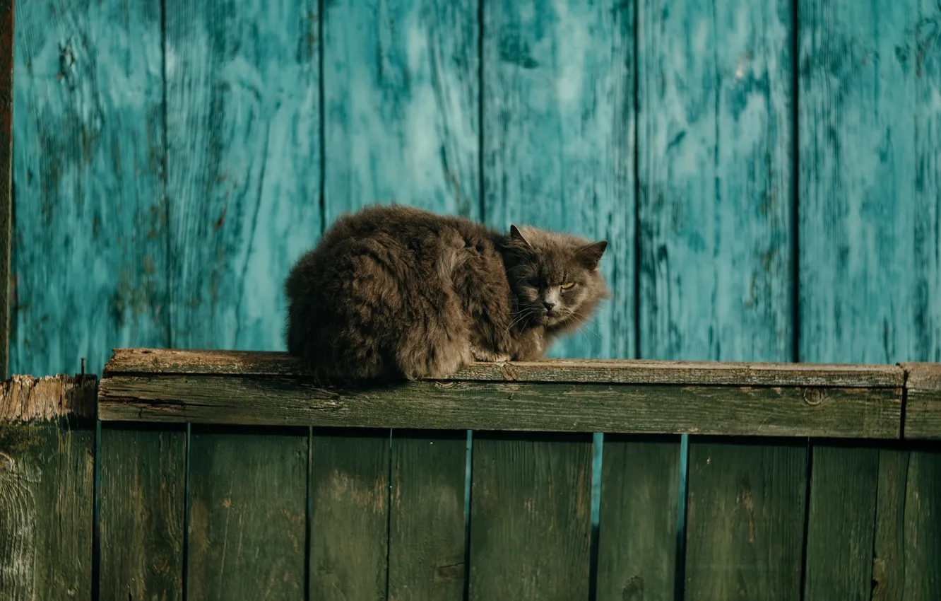 Фото обои кошка, кот, серый, забор