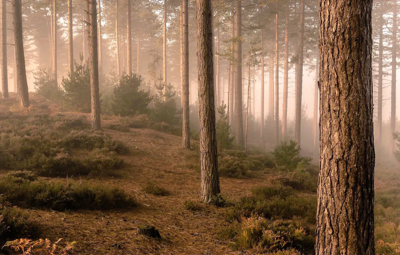 Фото обои деревья, туман, фото, кусты