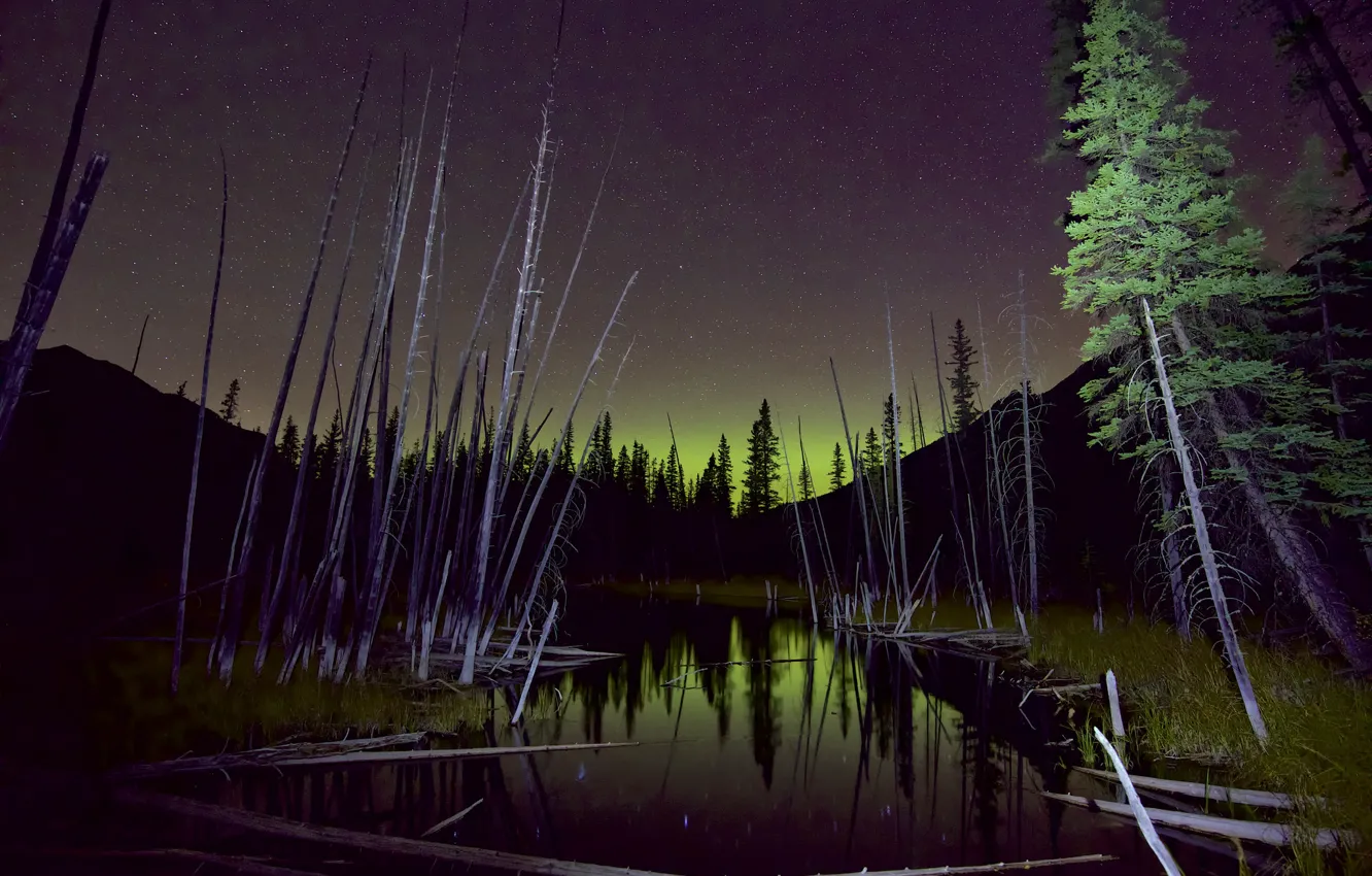 Фото обои лес, небо, деревья, северное сияние, болота, ночь звезды