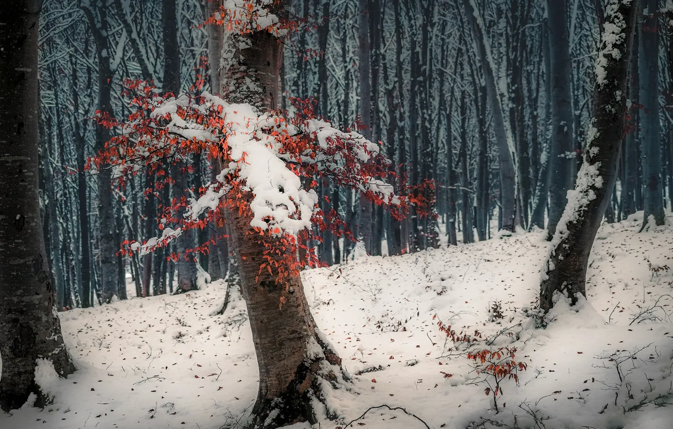 Фото обои зима, лес, снег
