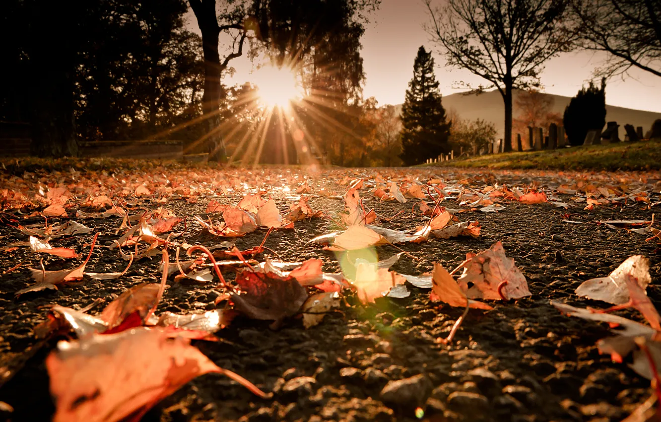 Фото обои дорога, осень, солнце, макро, лучи, свет, блики, листва