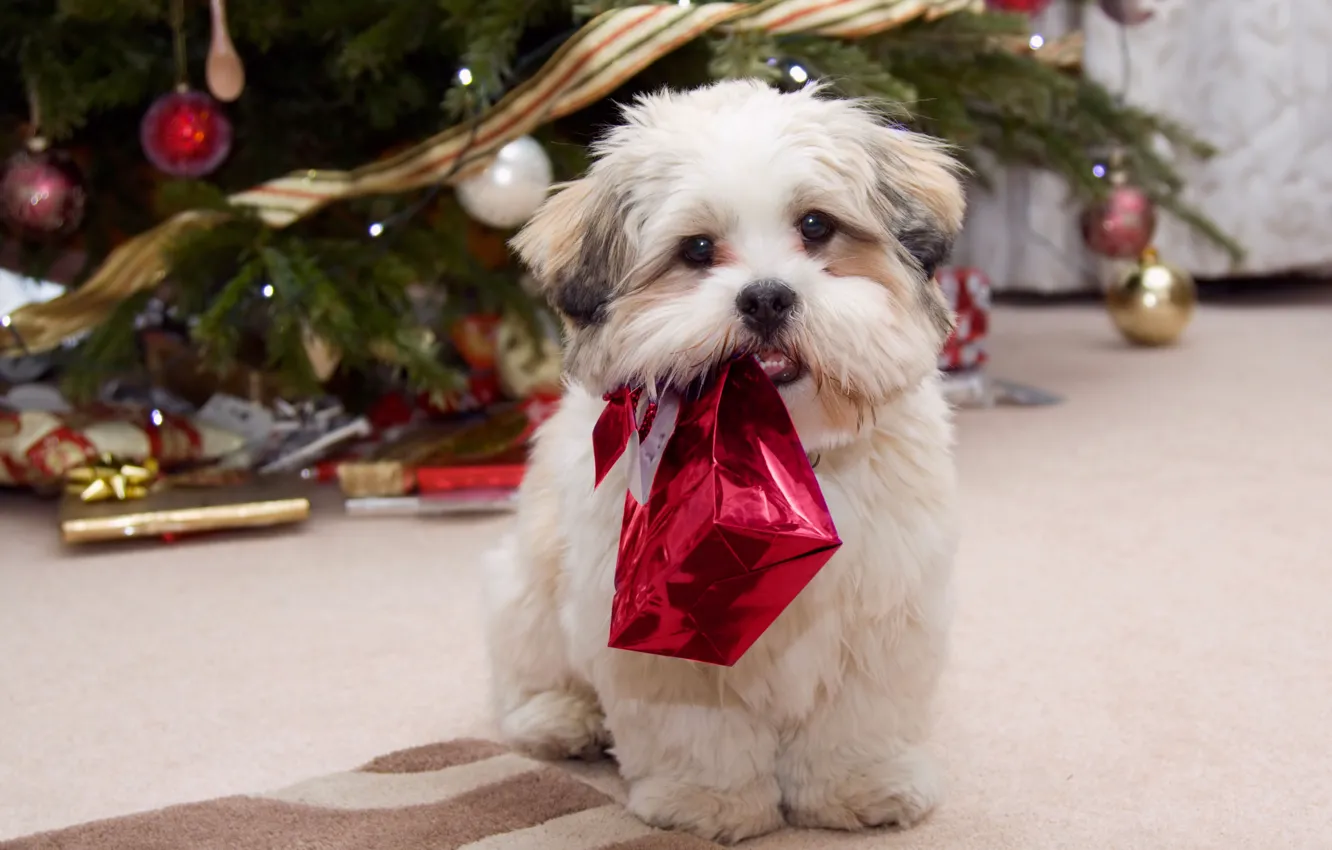 Фото обои зима, праздник, новый год, собака, подарки, ёлка, gift, celebration