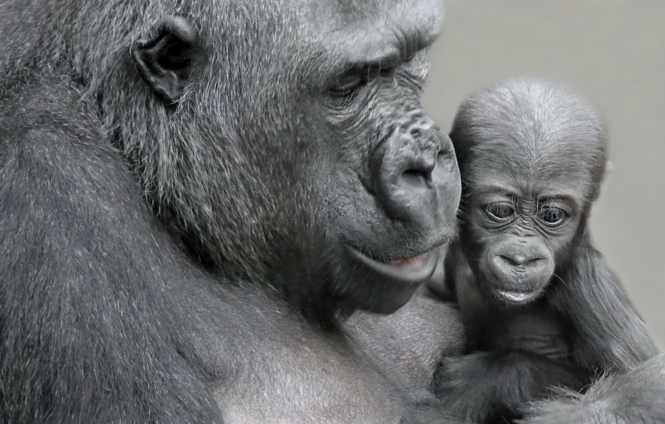 Фото обои обезьяны, детёныш, мать