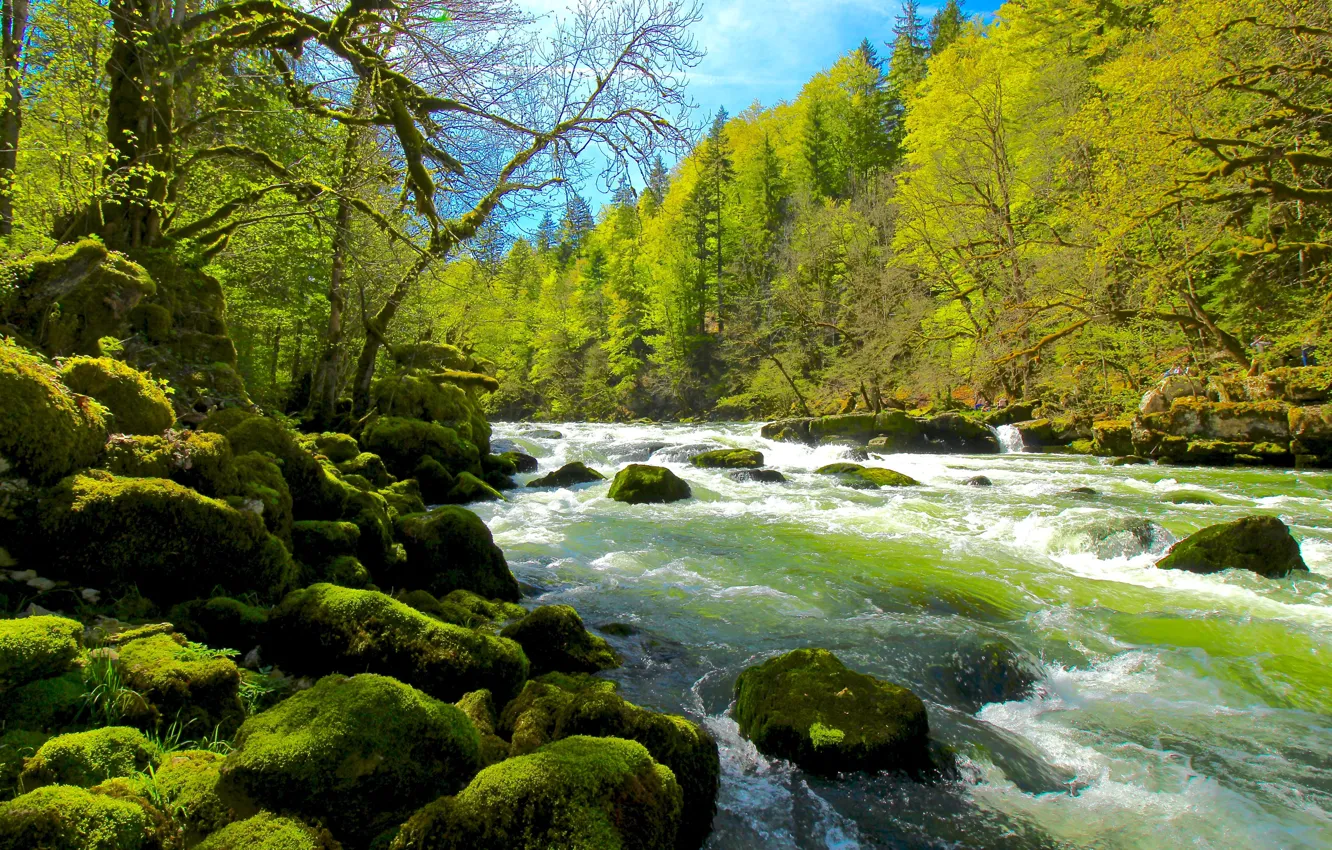Фото обои лес, пейзаж, природа, река, камни