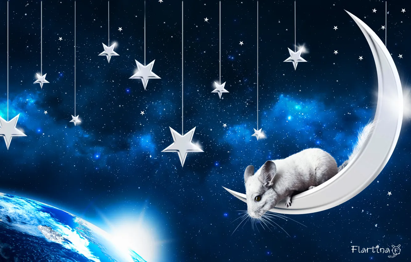 Фото обои космос, луна, домашнее животное, небо., chinchilla, шиншилла