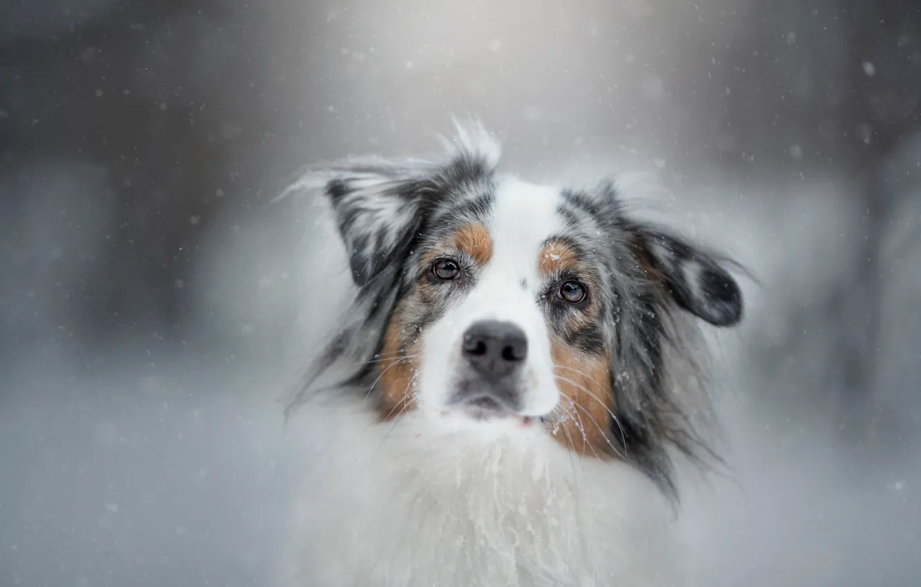 Фото обои зима, взгляд, морда, снег, природа, портрет, собака, пятнистая