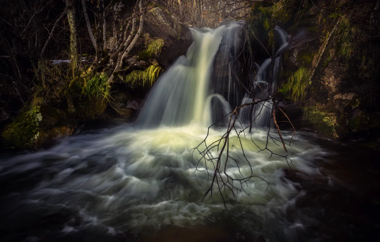 Фото обои лес, вода, деревья, ветки, природа, камни, растительность, водопад