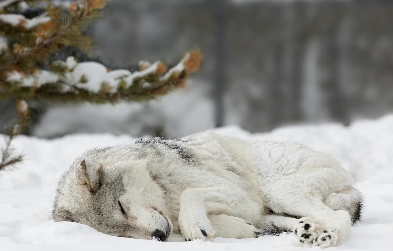 Фото обои лес, снег, волк, Зима, ель, спит, forest, nature