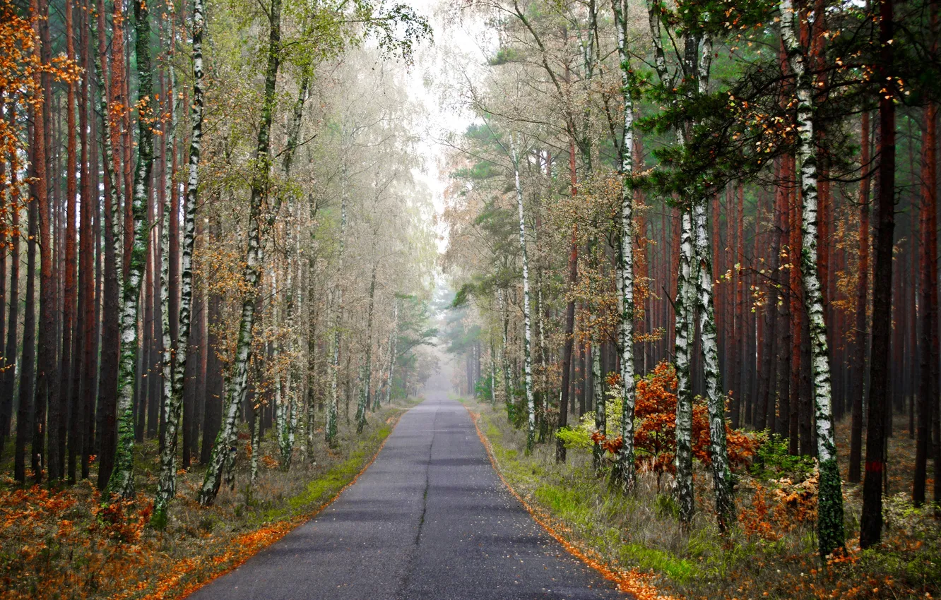 Фото обои дорога, осень, лес, деревья, туман, березы