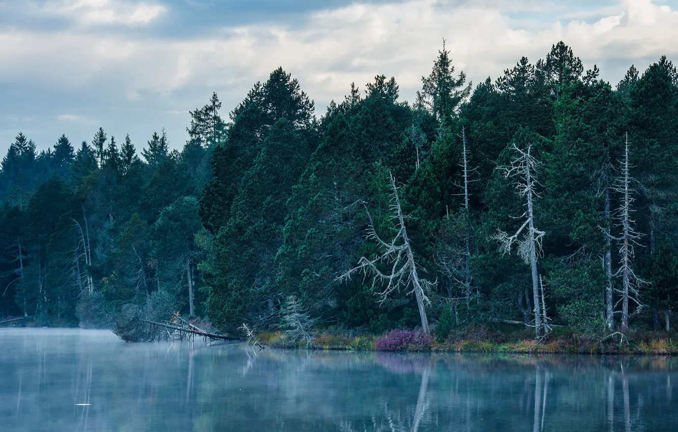 Фото обои лес, деревья, природа, озеро