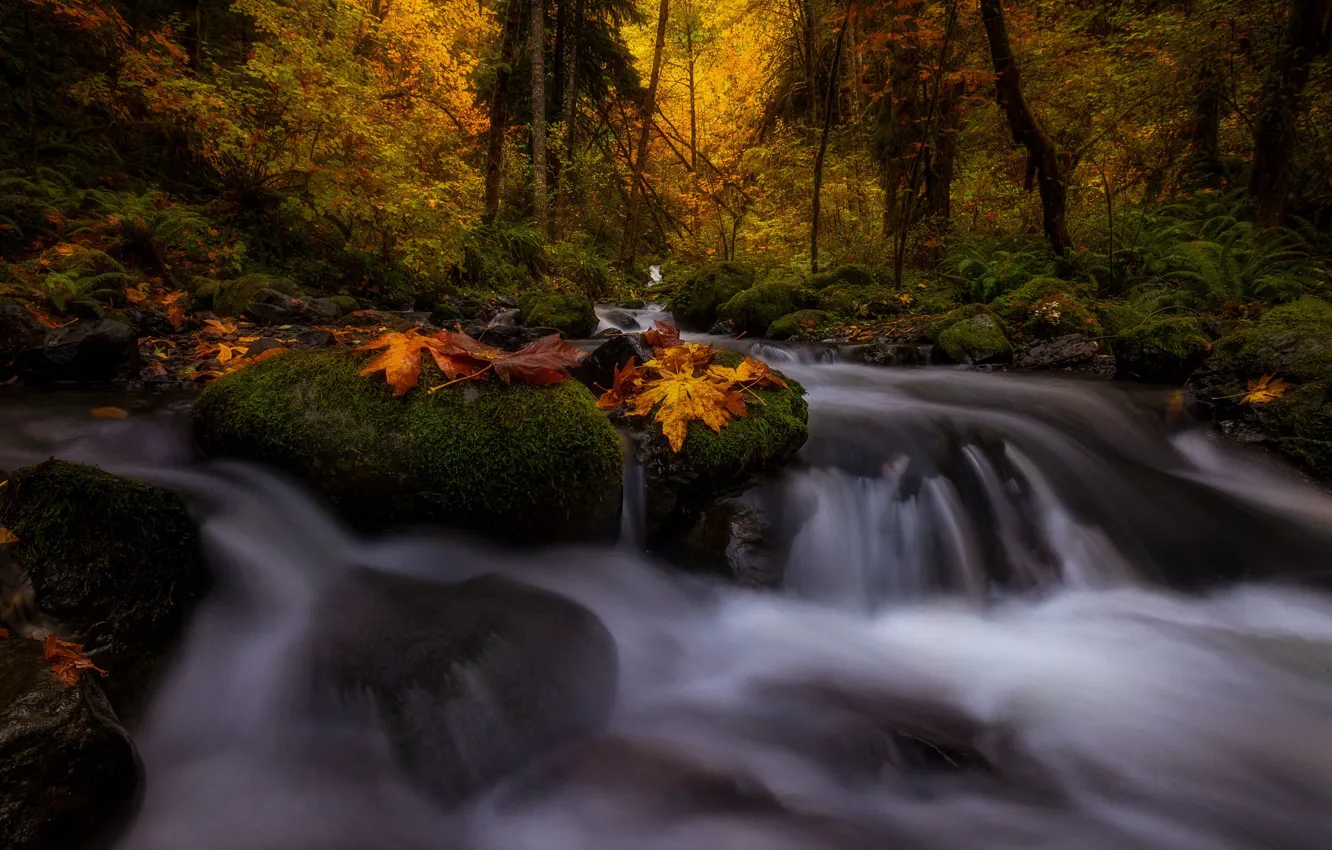 Фото обои осень, лес, деревья, пейзаж, природа, камни, листва, водопад